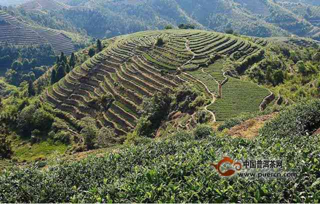 景新茶山普洱茶