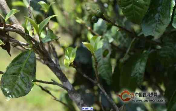 普洱茶磨烈：古树茶香的醇厚与独特口感探究