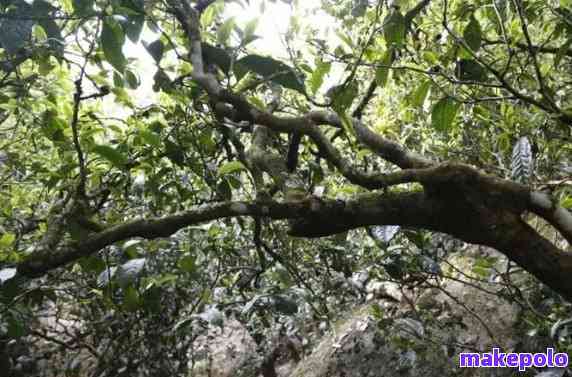 普洱茶磨烈：古树茶香的醇厚与独特口感探究