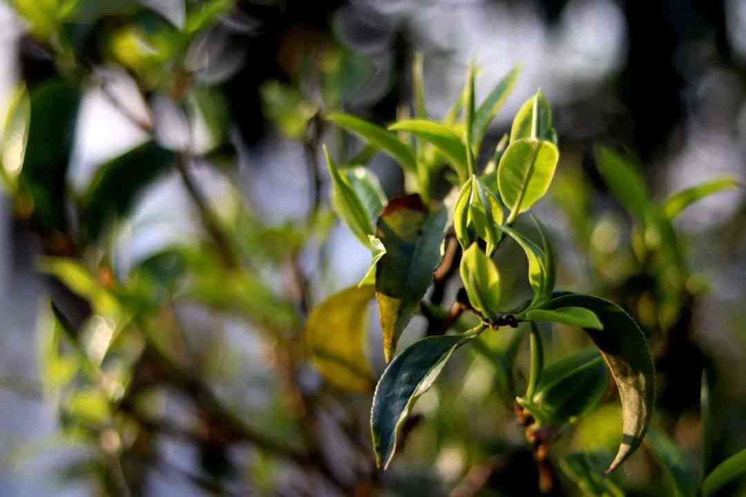 普洱茶磨烈：古树茶香的醇厚与独特口感探究