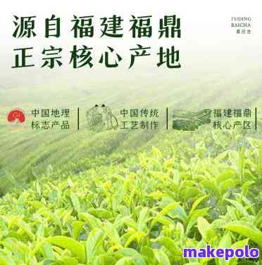 百福茶业：探索品质茶叶的魅力，品味茶文化的无限可能