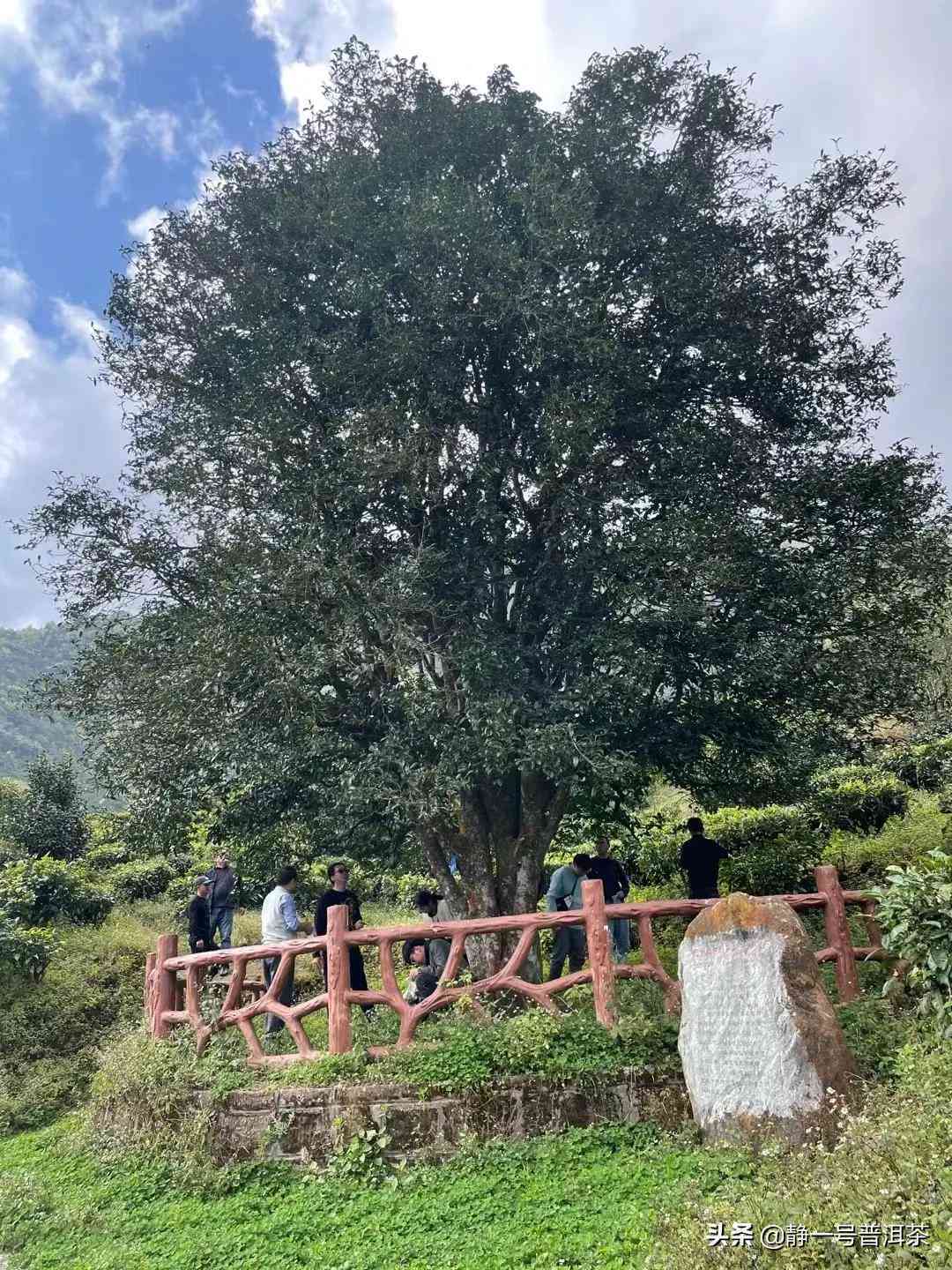 古德茶王：品茗艺术、历与文化之旅