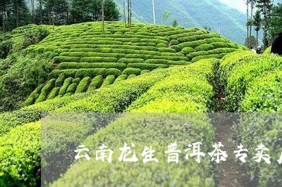 云南普洱龙生茶业：传承古法，打造经典熟茶