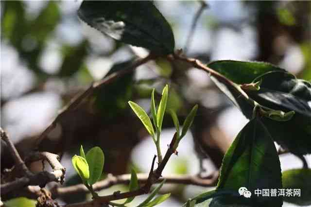 云南原生态普洱茶：坝歪古树茶香的独特魅力