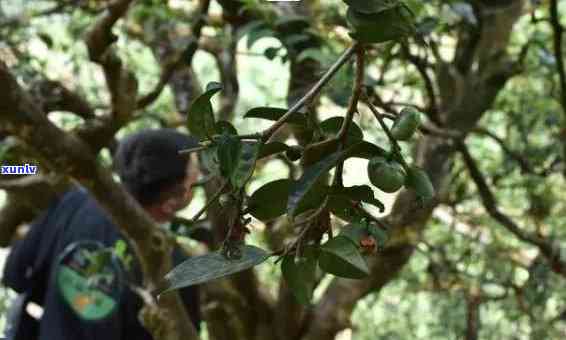 昆明氏普洱茶：古树茶香韵，醇厚滋味传承千年的匠心之作