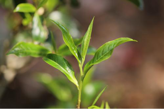 普洱茶的制作过程及其芽的比例对茶叶品质的影响：一个全面的解析