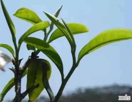 新 '普洱茶芽与叶的品质对比：哪个更胜一筹？'