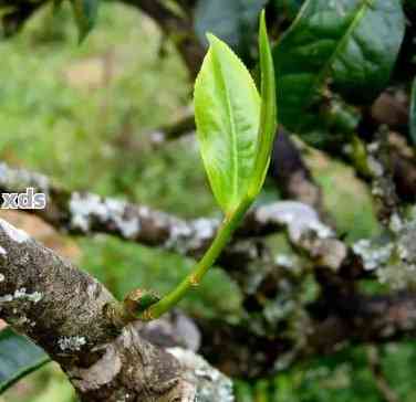 普洱茶中的芽与老叶子哪个更好？一篇文章解答你的疑惑。