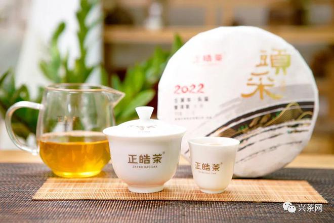 正皓头采普洱茶