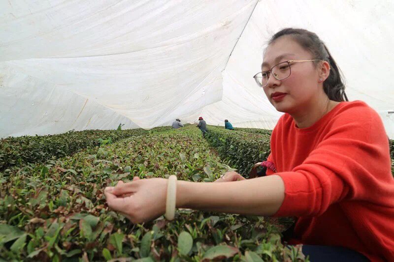 东兴茶：品质优良的中国茶叶之选，品味历与文化的完美结合