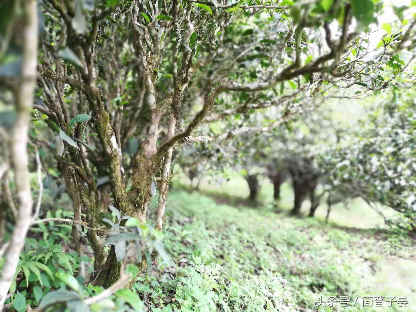 雨林倚邦红茶的优质口感与价格指南