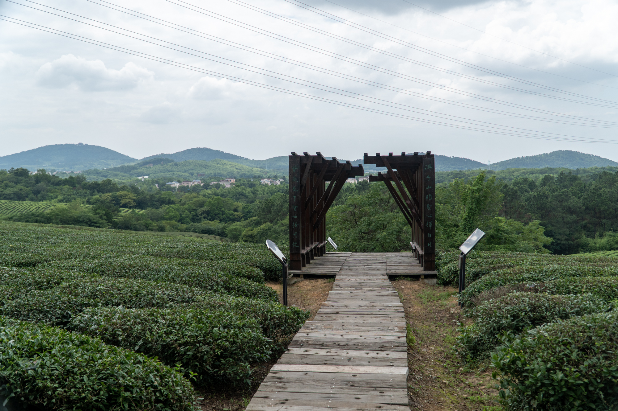 古树清茶价格及品种解析：什么是古树青茶与价格？