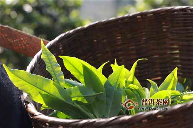 古树清茶价格及品种解析：什么是古树青茶与价格？