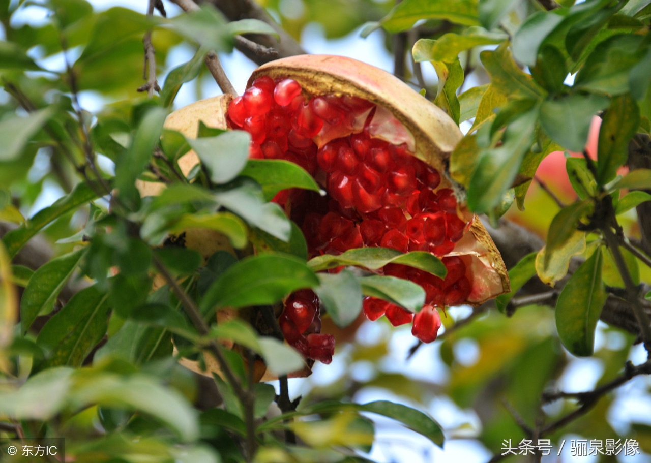 探索墨玉石榴果实的尺寸，揭示其营养价值与食用方式