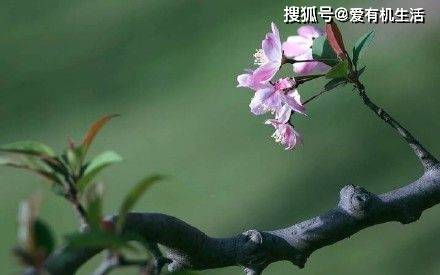 绿翡翠的寓意与象征：风水、文化与传统，探究其深层含义