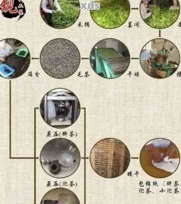 四凤配方普洱茶：一种独特的茶叶制作工艺及其文化内涵探究