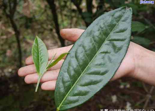 普洱茶粗枝大叶味道及成分详解：芽与粗枝大叶哪个更好？