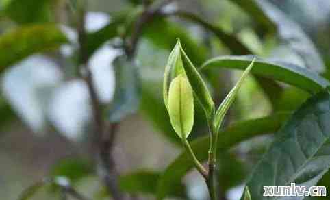 普洱茶粗枝大叶味道及成分详解：芽与粗枝大叶哪个更好？