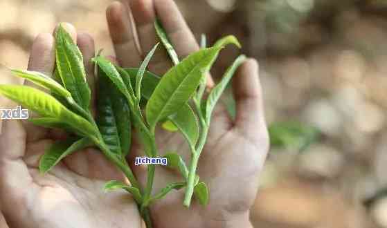 普洱茶粗枝大叶味道及成分详解：芽与粗枝大叶哪个更好？