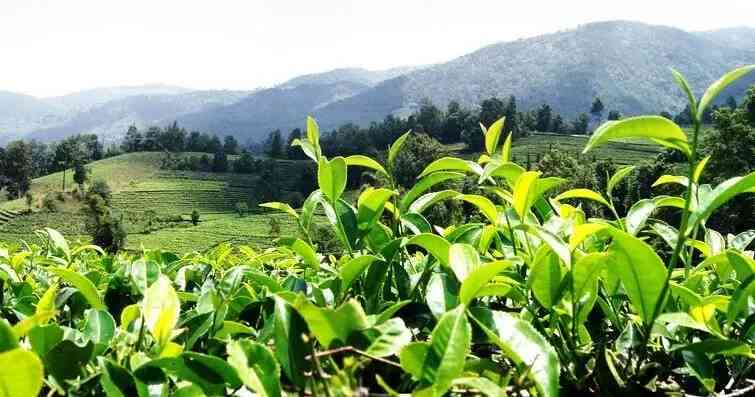 普洱茶大枝大叶