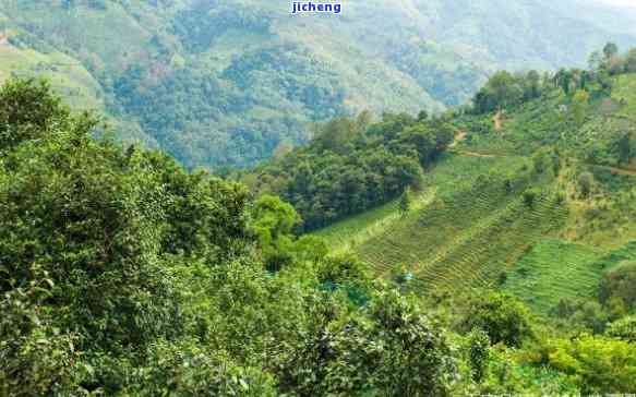 高山大野普洱茶的好处及种类：高山村普洱茶的魅力与特色