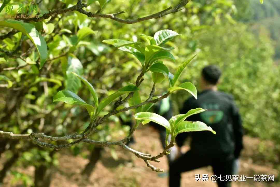 新普洱茶6克的投茶量是否适宜？我们一起来探讨