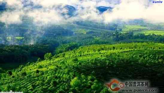 云林坡普洱茶产地：探索高品质普洱茶的生长地及其独特风味