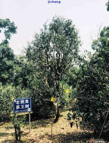 子塘普洱茶产地