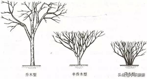 香竹箐普洱茶：从产地到品质，全面解析与品鉴指南