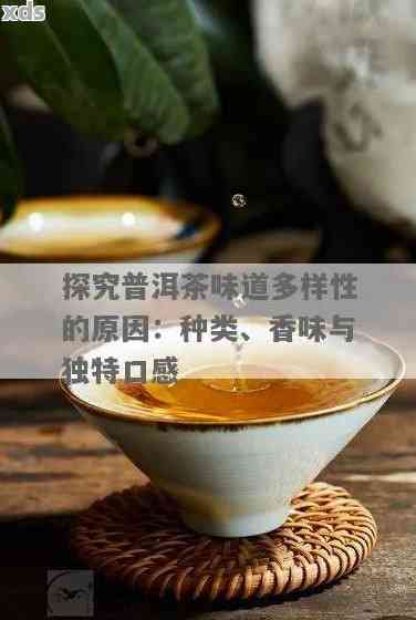 普洱茶的味道特点及其科学解释：探究普洱茶的香气、滋味和口感背后的奥秘