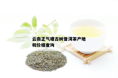 清香浓的正气塘单株普洱茶：古树韵味与现代工艺的完美融合