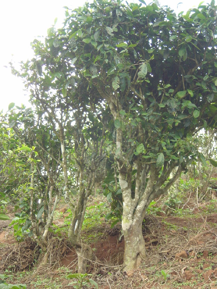 南糯老树普洱茶：古树韵味，岁月沉淀的香醇之美