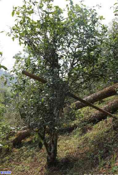 倚邦茶区山头茶种类及产地全解：探索这些优质茶叶的来源与特点