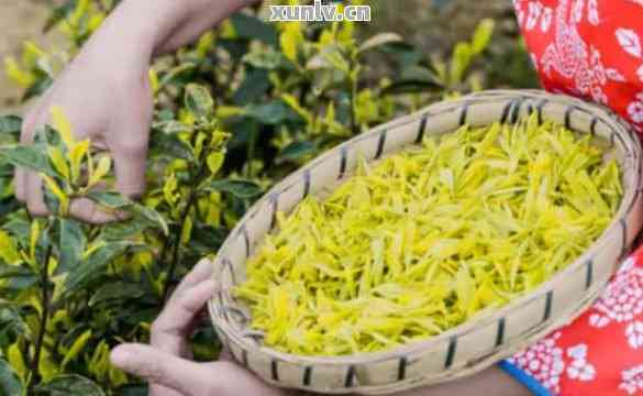 黄金芽普洱茶的全面功效与作用：解密这款茶的健益处与品饮技巧