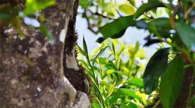 易武象滚塘普洱茶：古树茶香韵味浓，品茗养生共享闲适时光