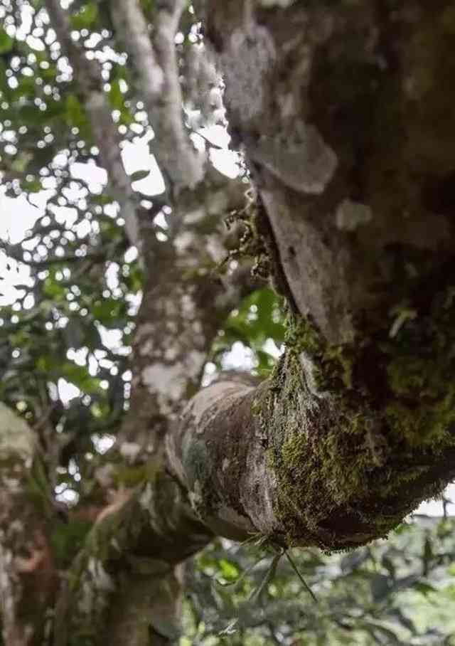 易武象滚塘普洱茶：古树茶香韵味浓，品茗养生共享闲适时光