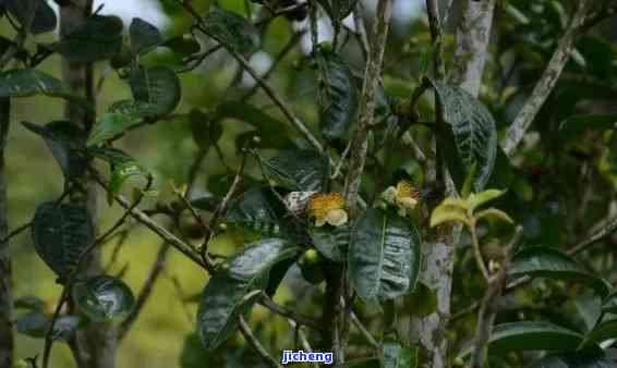 普洱茶里的花苞是什么情况？里面的花是什么花？