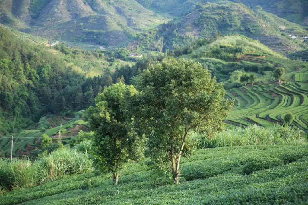 安溪茶叶的魅力：源自大自然的绿色宝藏与文化底蕴