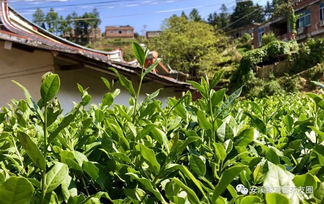 安溪县普洱茶产地