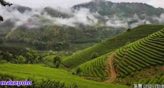 安溪县普洱茶产地