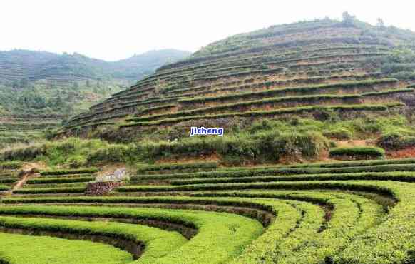 安溪县普洱茶产地