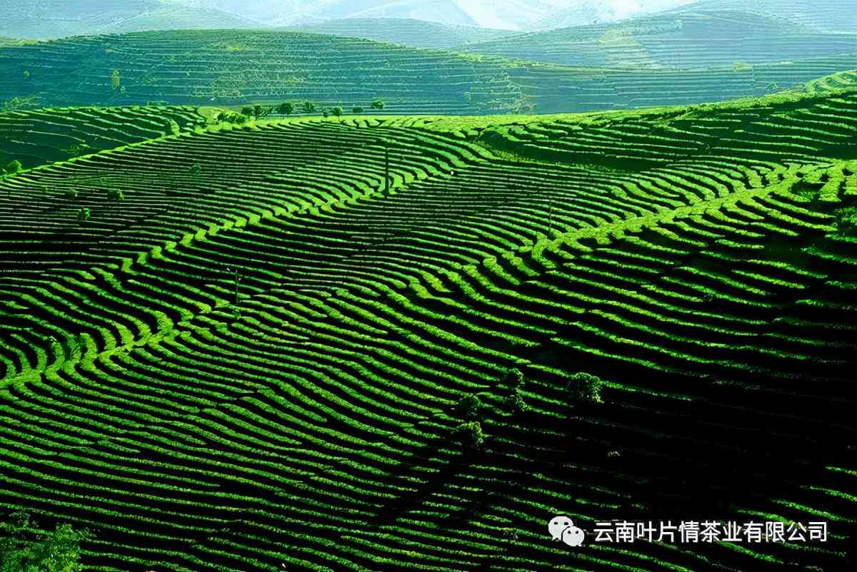 哀牢山普洱茶：品味历、文化与品质的完美结合