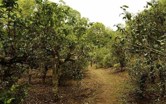 哀劳山普洱茶的特点及价格：哀牢山古树茶和老树普洱茶