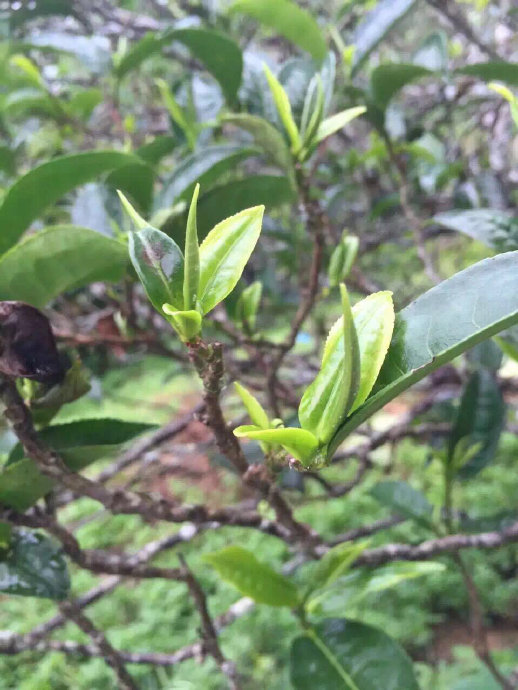 勐海巴达山的茶叶怎么样？好喝吗？价格是多少？