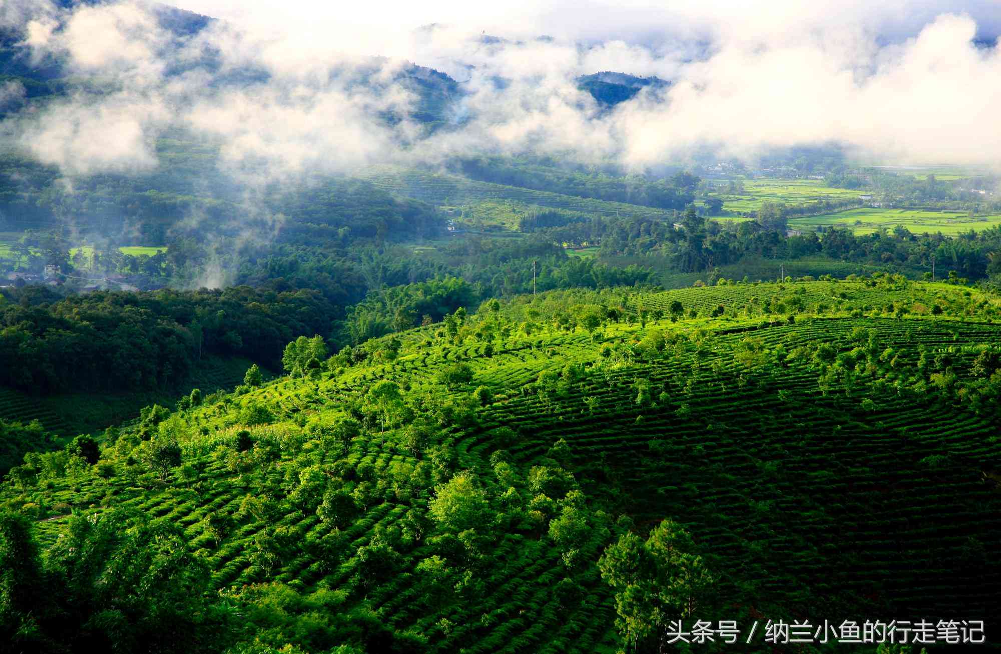 景迈山普洱茶：古树韵味，千年传承