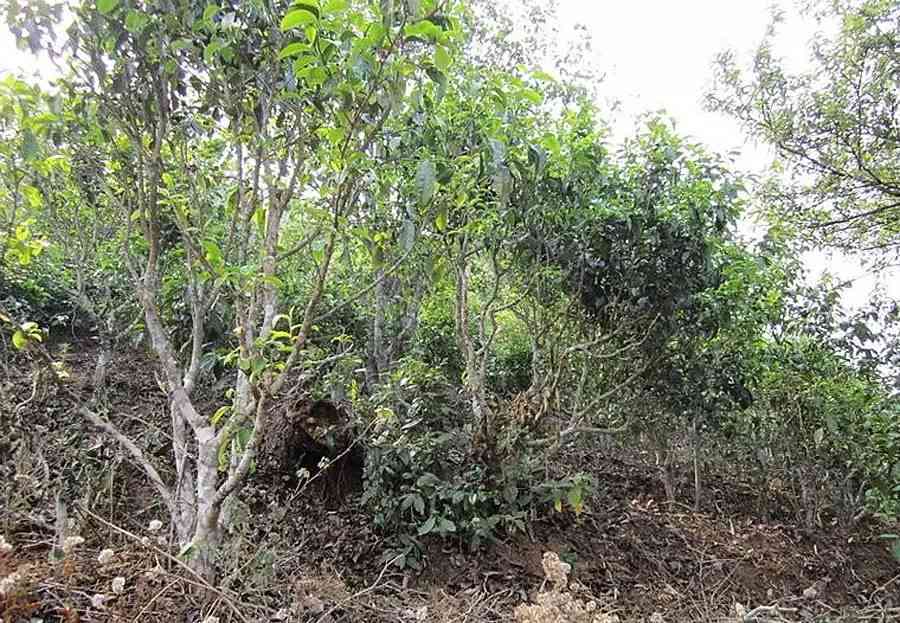 南糯山多依寨普洱茶：独特风味与古树茶的完美融合