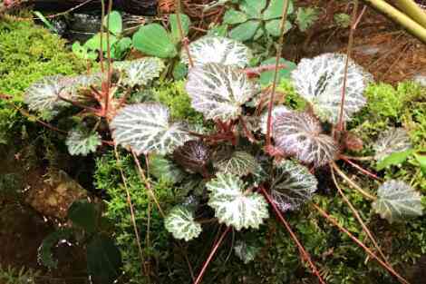 虎耳草的药用价值、市场价格以及种植技巧：全面解析