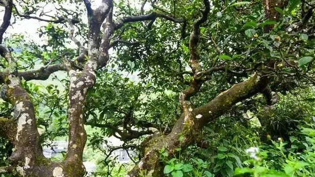 云南普洱茶小妹：探寻古树茶的故事，品味大山的味道