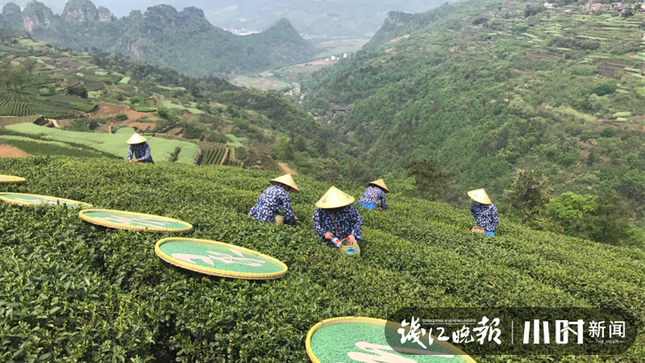 云茶叶旗舰店：精品龙井茶，高山采摘，品质保证，一键购买，送礼佳品