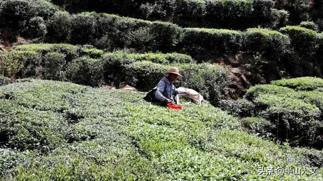 马山茶市场价格分析，了解茶叶行情与投资潜力